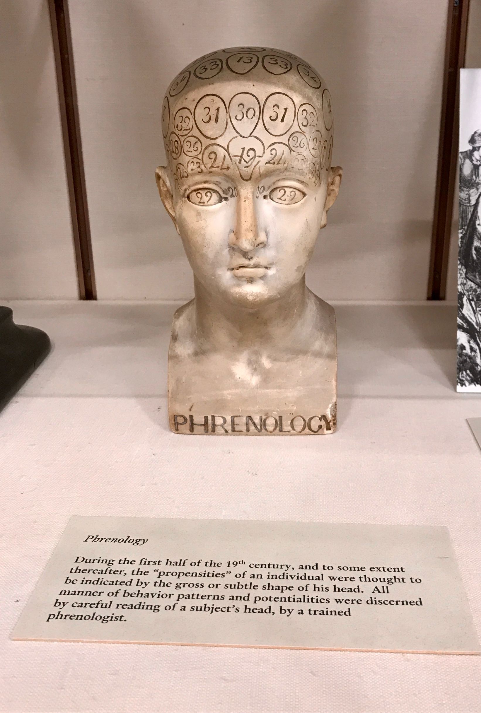 Phrenological Head,The Francis A. Countway Library of Medicine, Boston .jpg